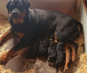 Mother of the Rottweiler puppies born on 06/13/2022