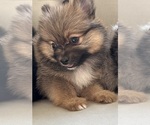 Small Pomeranian