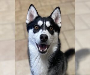 Siberian Husky-Unknown Mix Dogs for adoption in Matawan, NJ, USA