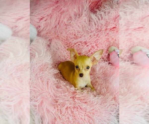 Medium Photo #21 Chihuahua Puppy For Sale in DALLAS, TX, USA