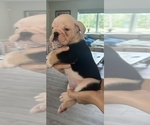 Small Photo #3 English Bulldog Puppy For Sale in WEEKI WACHEE, FL, USA