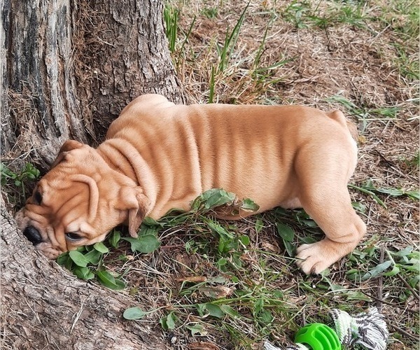 Medium Photo #9 Bulldog Puppy For Sale in GREEN FOREST, AR, USA