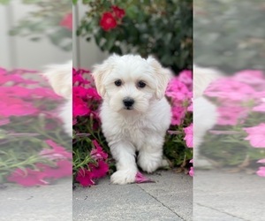 Medium Coton de Tulear