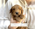 Small Photo #21 Australian Labradoodle Puppy For Sale in RIVERSIDE, CA, USA