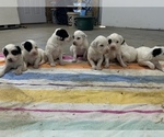 Small Photo #15 Llewellin Setter Puppy For Sale in BASCO, IL, USA