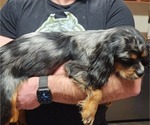 Small Photo #10 Cavalier King Charles Spaniel Puppy For Sale in BOONVILLE, NY, USA
