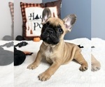Small Photo #2 French Bulldog Puppy For Sale in GREENWOOD, IN, USA