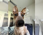 Small #1 Mutt