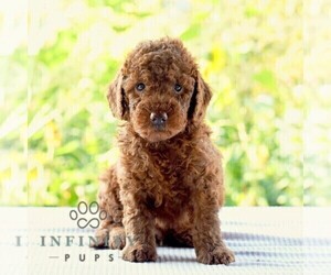 Goldendoodle (Miniature) Puppy for sale in SUNBURY, PA, USA