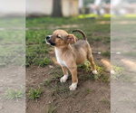 Small #3 Siberian Husky Mix