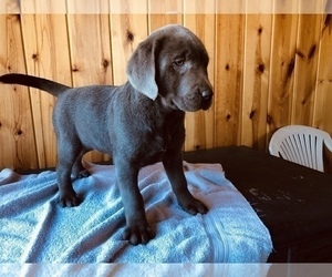 Labrador Retriever Puppy for sale in FREDERICKSBURG, OH, USA