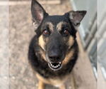 Small German Shepherd Dog