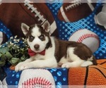 Small Photo #3 Siberian Husky Puppy For Sale in QUARRYVILLE, PA, USA
