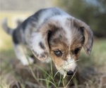 Small Photo #10 American Corgi Puppy For Sale in COLLEGE STATION, TX, USA