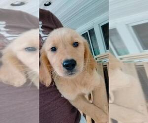 Golden Retriever Puppy for sale in SPENCER, TN, USA