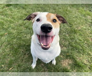 Mutt Dogs for adoption in Millersville, MD, USA