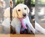 Puppy Goose Labrador Retriever