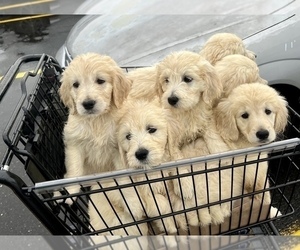 Goldendoodle Puppy for sale in SOUTHBURY, CT, USA