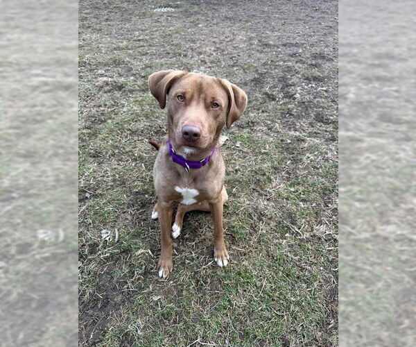 Medium Photo #12 Labrador Retriever-Unknown Mix Puppy For Sale in South Bend, IN, USA