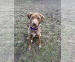 Small #11 Labrador Retriever Mix