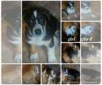 Small #3 Australian Shepherd Mix