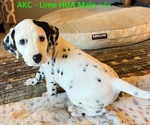 Small Photo #1 Dalmatian Puppy For Sale in VINEMONT, AL, USA