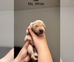 Small #4 Golden Retriever