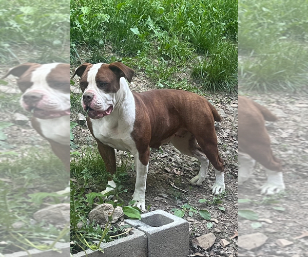 Medium Photo #1 American Bulldog Puppy For Sale in HARPERS FERRY, WV, USA