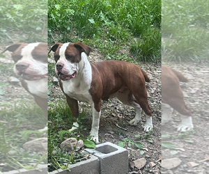 Mother of the American Bulldog puppies born on 03/14/2025