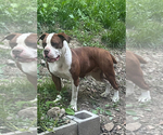 Small Photo #1 American Bulldog Puppy For Sale in HARPERS FERRY, WV, USA