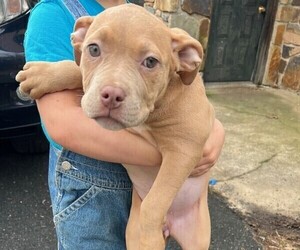 American Bully Puppy for sale in PHILADELPHIA, PA, USA