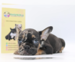 Small Photo #2 French Bulldog Puppy For Sale in PALMA CEIA, FL, USA