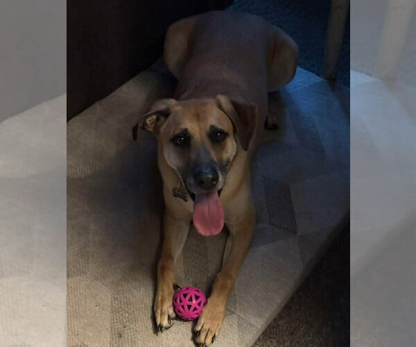 Medium Photo #12 German Shepherd Dog-Unknown Mix Puppy For Sale in Glen Haven, WI, USA