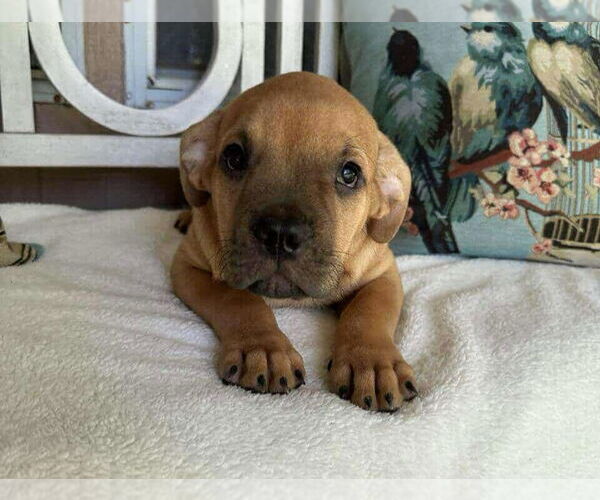 Medium Photo #9 American Staffordshire Terrier-Labrador Retriever Mix Puppy For Sale in Princeton, MN, USA