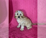 Small #1 Cavapoo mix (+ Poodle Miniature)