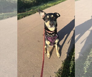 Mutt Dogs for adoption in Fort Collins, CO, USA