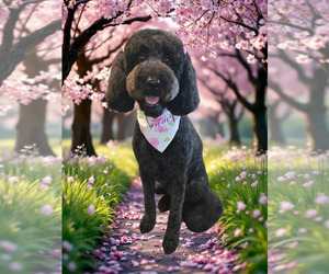 Mother of the Goldendoodle mix (+ Poodle Standard) puppies born on 07/14/2026