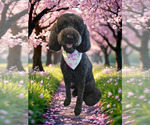 Small Photo #1 Goldendoodle mix (+ Poodle Standard) Puppy For Sale in WEAVER, AL, USA