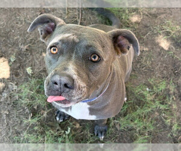 Medium Photo #1 Mutt Puppy For Sale in Tulsa, OK, USA