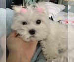 Small Photo #1 Maltipoo Puppy For Sale in WEST PALM BEACH, FL, USA