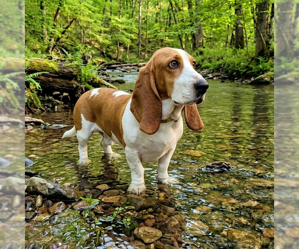 Medium Photo #3 Basset Hound Puppy For Sale in Vail, AZ, USA
