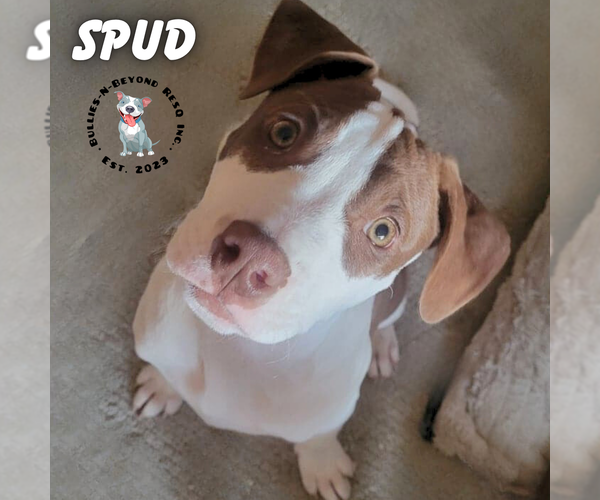 Medium Photo #1 Staffordshire Bull Terrier-Unknown Mix Puppy For Sale in Omaha, NE, USA