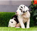 Small Photo #87 Great Dane Puppy For Sale in WAKARUSA, IN, USA