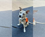 Small #2 Mutt