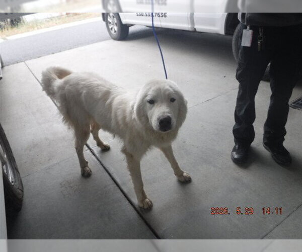 Medium Photo #1 Great Pyrenees Puppy For Sale in Oroville, CA, USA