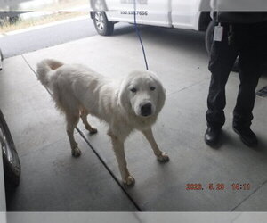 Great Pyrenees Dogs for adoption in Oroville, CA, USA
