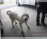 Small Great Pyrenees