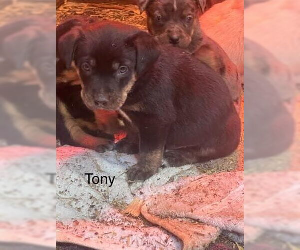 Medium Photo #3 Mutt Puppy For Sale in Mooresville, NC, USA