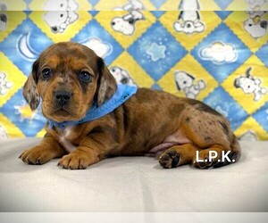 Dachshund Puppy for sale in WINNSBORO, LA, USA