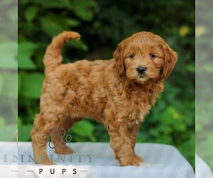 Goldendoodle (Miniature) Puppy for sale in EAST EARL, PA, USA